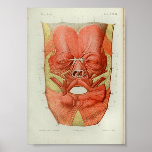 1844 Vintage Anatomy Print Muscles Face