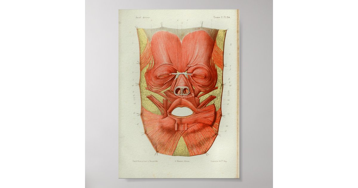 1844 Vintage Anatomy Print Muscles Face | Zazzle