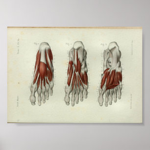 1844 Vintage Anatomy Print Muscles Foot