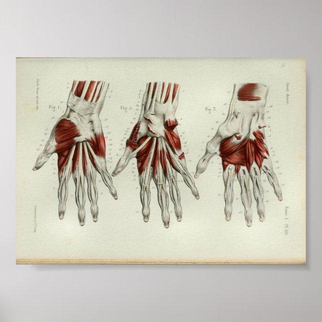 1844 Vintage Anatomy Print Muscles Hand (Front)