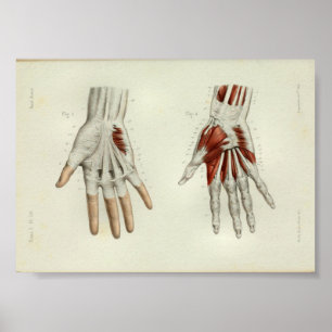 1844 Vintage Anatomy Print Muscles Hand