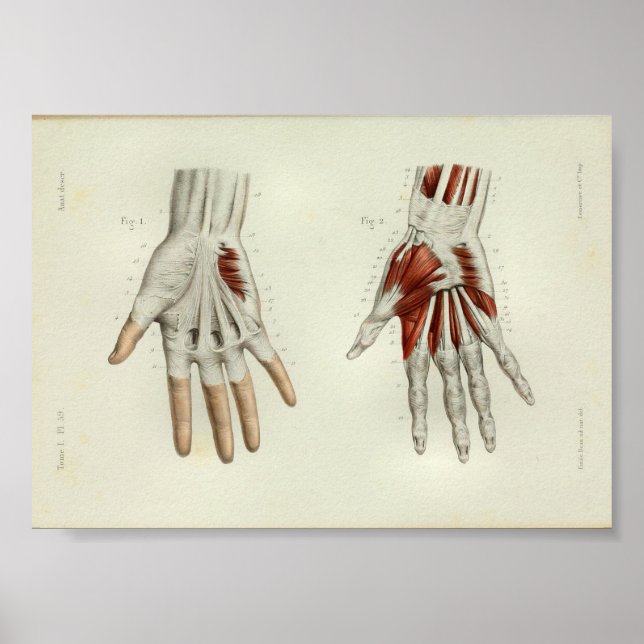 1844 Vintage Anatomy Print Muscles Hand (Front)