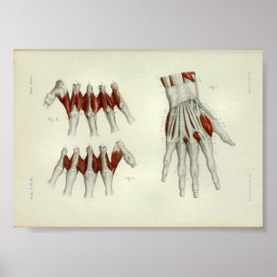 1844 Vintage Anatomy Print Muscles Hand