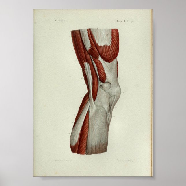 1844 Vintage Anatomy Print Muscles Knee (Front)