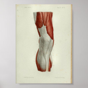 1844 Vintage Anatomy Print Muscles Knee