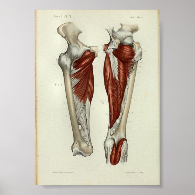 1844 Vintage Anatomy Print Muscles Leg (Front)