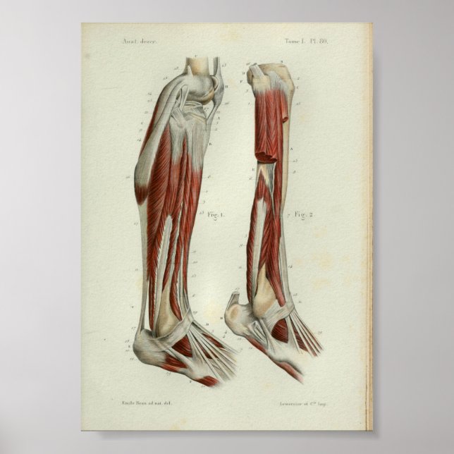 1844 Vintage Anatomy Print Muscles Leg (Front)