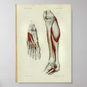 1844 Vintage Anatomy Print Muscles Leg