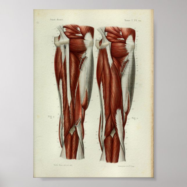 1844 Vintage Anatomy Print Muscles Leg (Front)