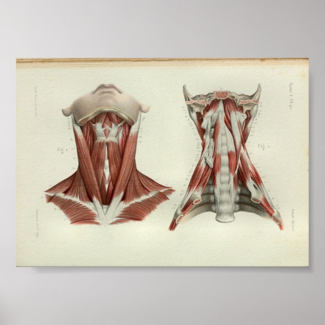 1844 Vintage Anatomy Print Muscles Neck (Front)