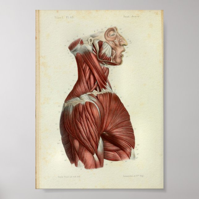 1844 Vintage Anatomy Print Muscles Neck (Front)