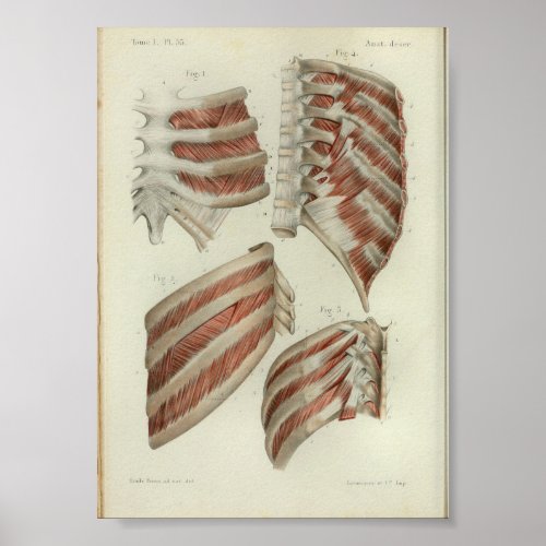 1844 Vintage Anatomy Print Muscles Ribs
