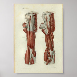 1844 Vintage Anatomy Print Muscles Shoulder