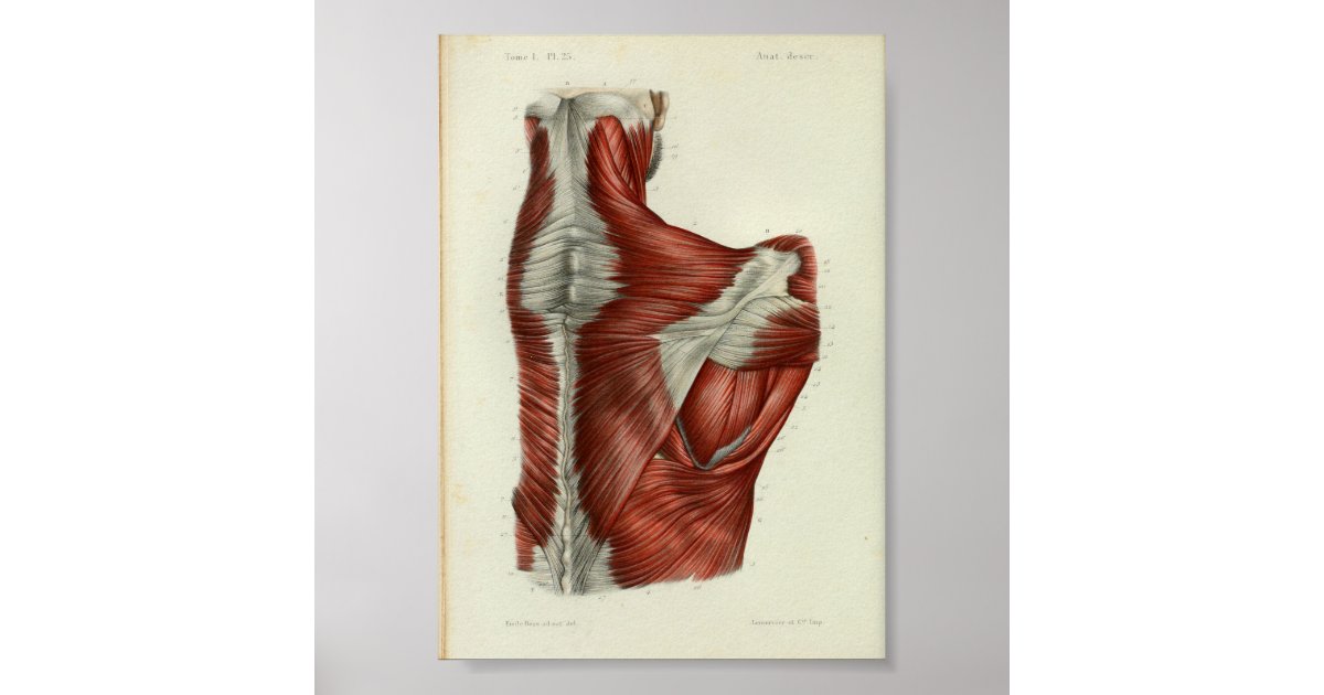 1844 Vintage Anatomy Print Muscles Shoulder | Zazzle
