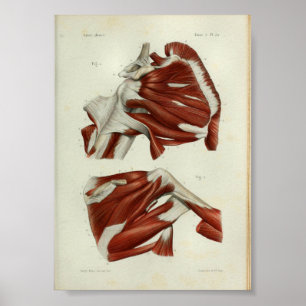 1844 Vintage Anatomy Print Muscles Shoulder