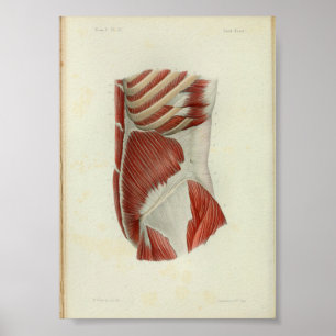 1844 Vintage Anatomy Print Muscles Torso