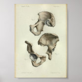 Anatomy of human pelvic bone. Throw Pillow for Sale by StocktrekImages