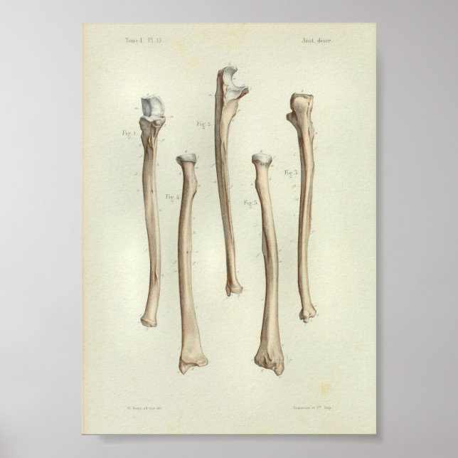 1844 Vintage Anatomy Print Radius Ulna (Front)