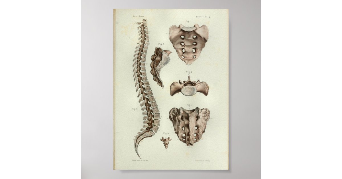 1844 Vintage Anatomy Print Spinal Column | Zazzle