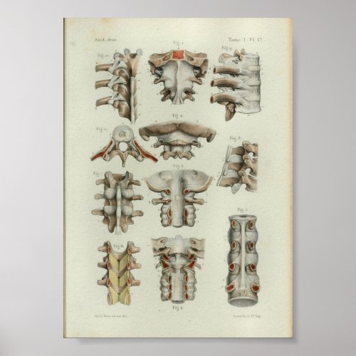 1844 Vintage Anatomy Print Spinal Vertebrae