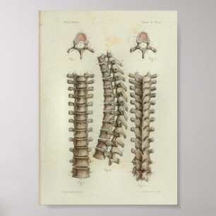 1844 Vintage Anatomy Print Thoracic Spine