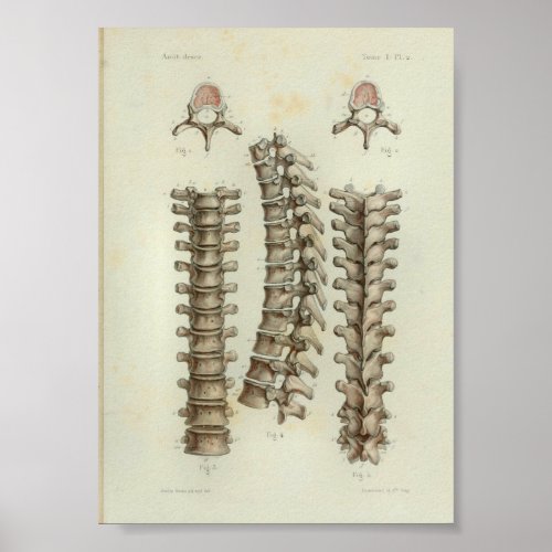 1844 Vintage Anatomy Print Thoracic Spine