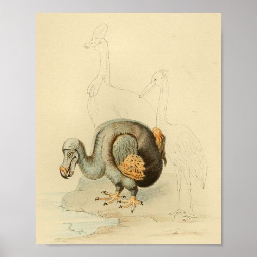 1848 Dodo Extinct Bird Vintage Print