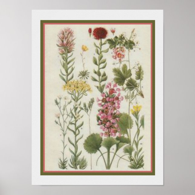1849 Botanical Print by Jane Loudon- 12x16 (Front)