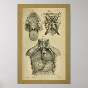 1850 Vintage Anatomy Print Abdominal Cavity