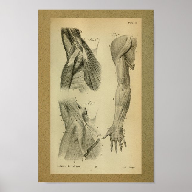 1850 Vintage Anatomy Print Arm Muscles (Front)