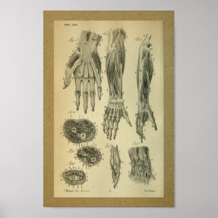 1850 Vintage Anatomy Print Arm Muscles