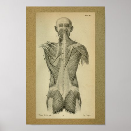 1850 Vintage Anatomy Print Back Muscles