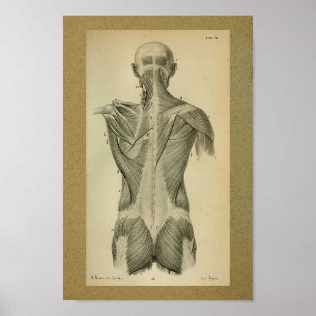 1850 Vintage Anatomy Print Back Muscles (Front)