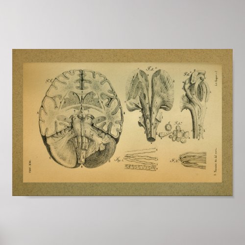 1850 Vintage Anatomy Print Brain