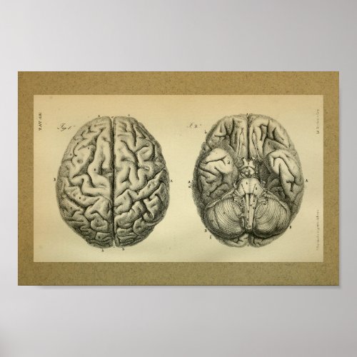 1850 Vintage Anatomy Print Brain