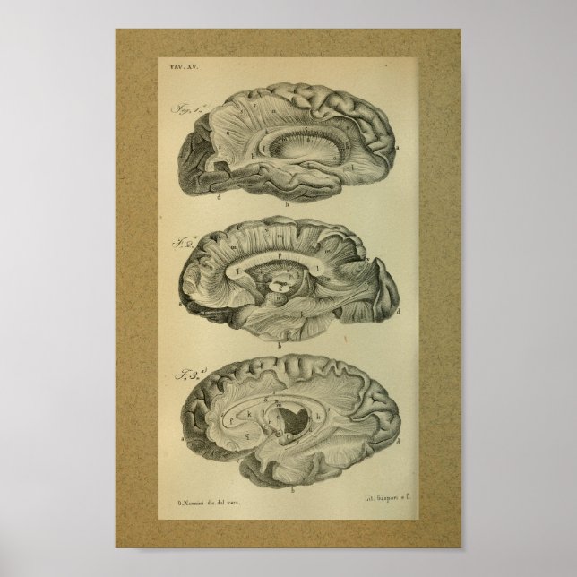 1850 Vintage Anatomy Print Brain Lobes (Front)