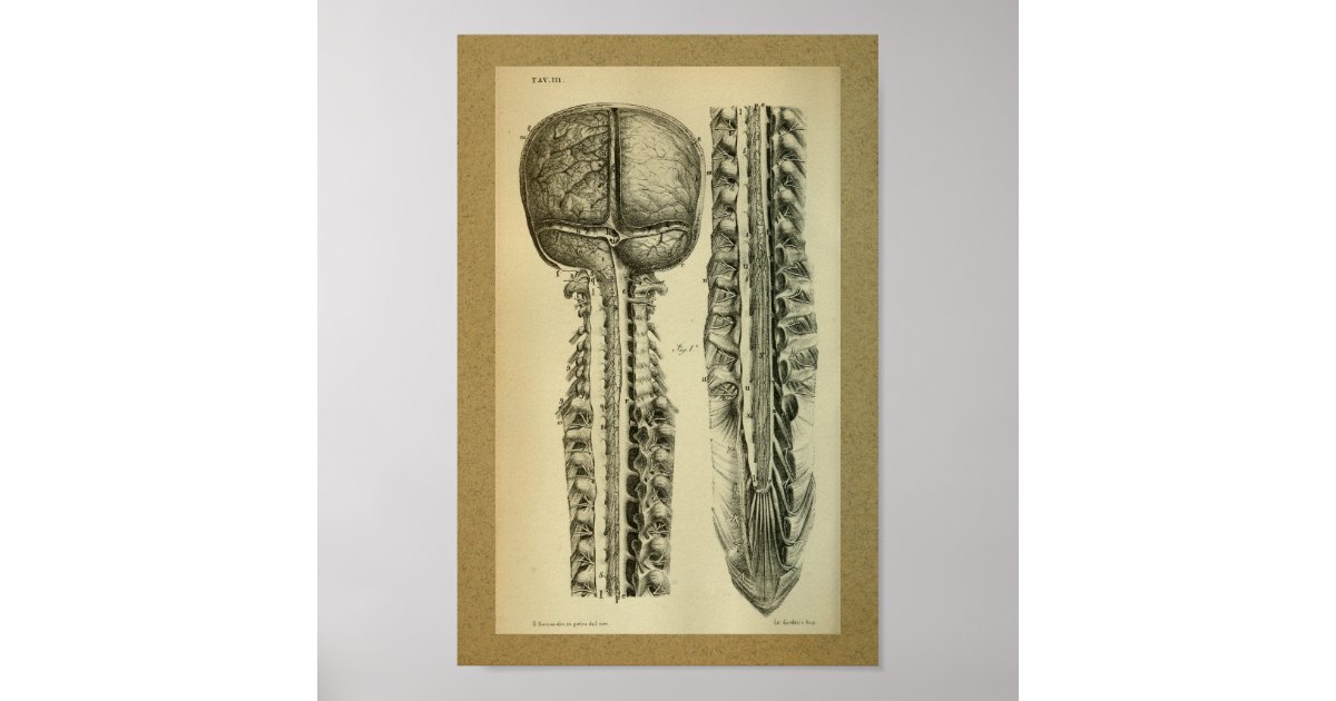 1850 Vintage Anatomy Print Brain Spine | Zazzle