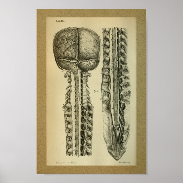 1850 Vintage Anatomy Print Brain Spine (Front)
