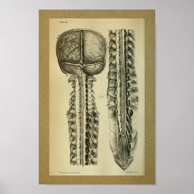 1850 Vintage Anatomy Print Brain Spine | Zazzle