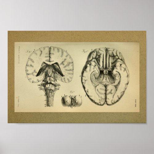 1850 Vintage Anatomy Print Brain Stem