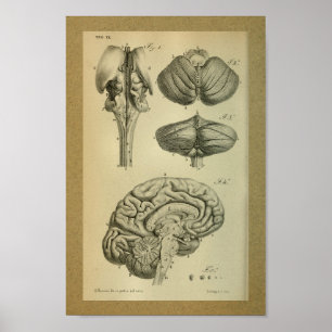 1850 Vintage Anatomy Print Brain Stem