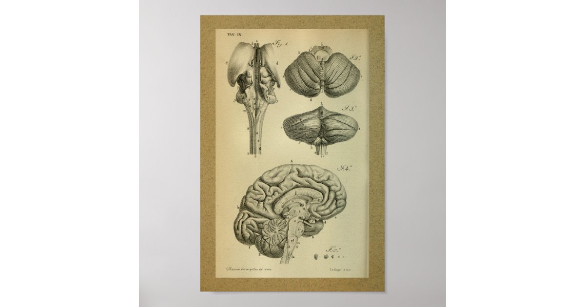 1850 Vintage Anatomy Print Brain Stem | Zazzle