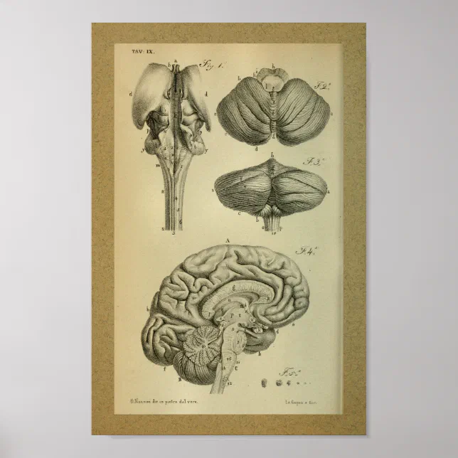 1850 Vintage Anatomy Print Brain Stem | Zazzle