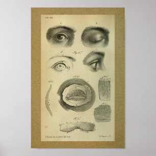 1850 Vintage Anatomy Print Eye