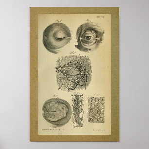 1850 Vintage Anatomy Print Eye Arteries