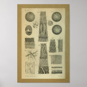 1850 Vintage Anatomy Print Eye Internal