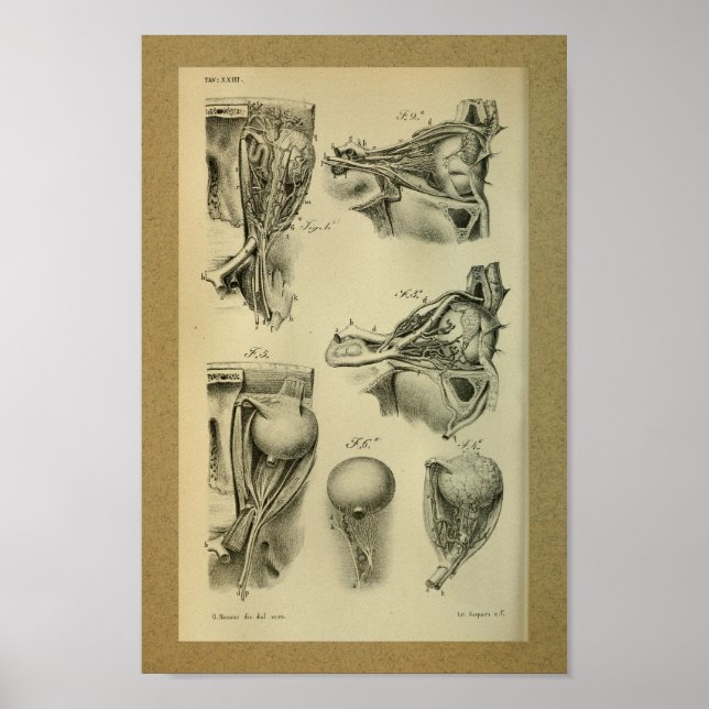 1850 Vintage Anatomy Print Eye Muscles (Front)