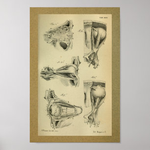 1850 Vintage Anatomy Print Eye Muscles
