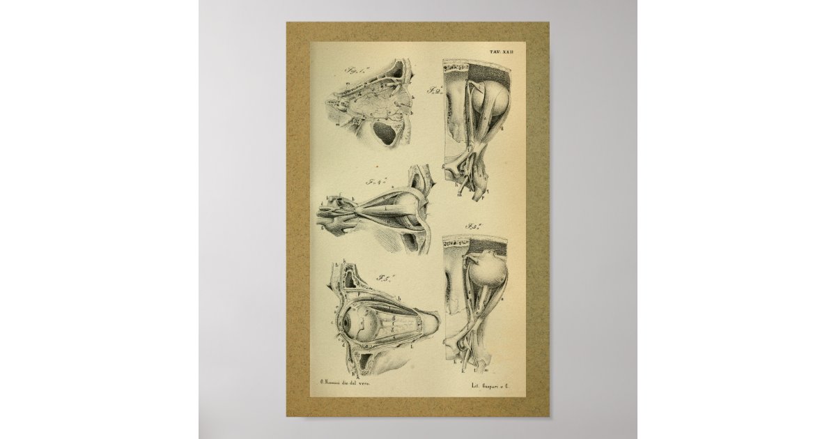1850 Vintage Anatomy Print Eye Muscles | Zazzle