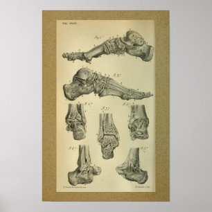 1850 Vintage Anatomy Print Foot Ankle